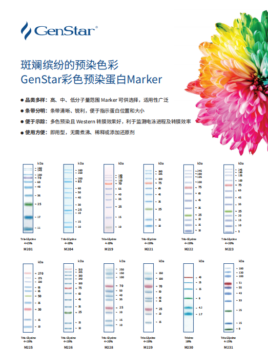 蛋白Marker